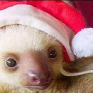 Meet your Posher, Shelby